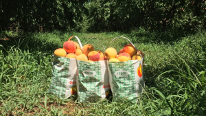 SC Commissioner Weathers: Peach Crop Progress