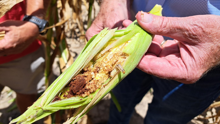Carolinas Drought Conditions Threatening Crops, Bottom Line
