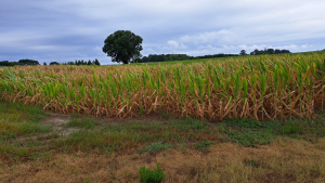 Schaffer: Southeast Drought Not Affecting Grain Markets