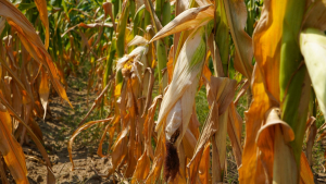 Drought Expands in Carolinas