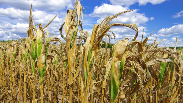 SC Commissioner Weathers: Drought