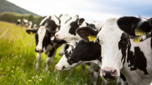 Managing Cattle Through the Dry Period