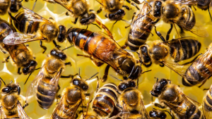 Researcher: Real World Problems Bees Face are Manageable