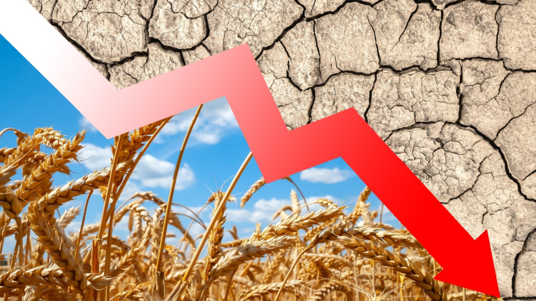 Russian Wheat Harvest Forecast Drops