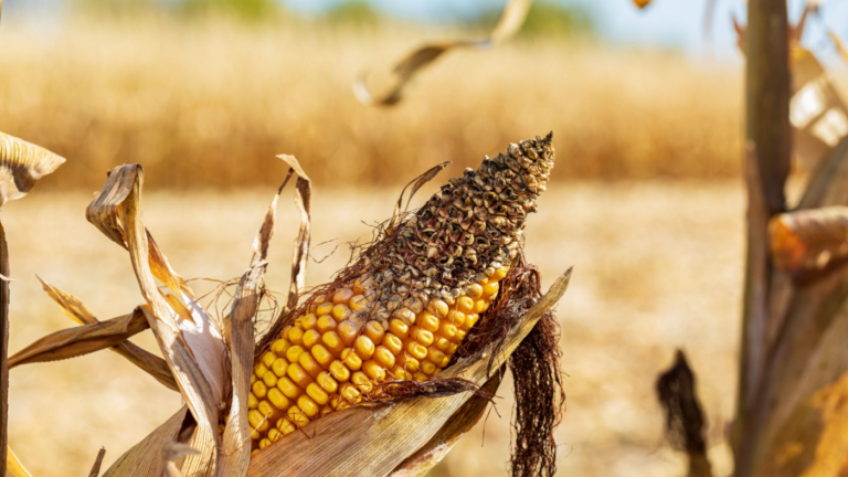 Heiniger: NC Corn May Suffer Up to 40% Loss to Drought