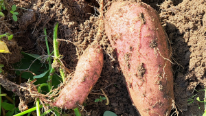 Avoyelles Could Supplement Sweetpotato Yield