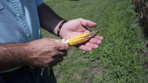 Weathering the Whims of a Dry and Wet Summer on NC Farms