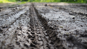 Wet Fields Mean More Disease and Pest Pressure