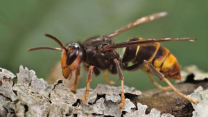 Clemson Officials Find, Destroy Yellow-Legged Hornet Nests in Beaufort County