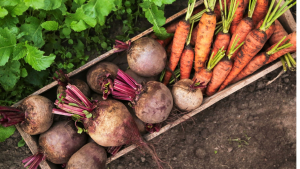 NCDA&CS Offers Organic Certification Cost-Share Assistance