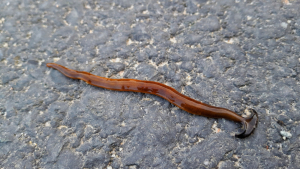 Watch Out for Hammerhead Worms, but Don’t Cut Them in Half