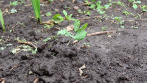 Peanuts Fared Well Through TS Debby