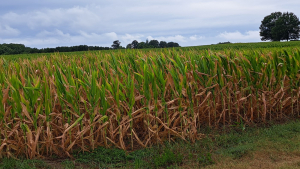 Bonnie: USDA Help is Coming to Carolina Farmers Battling Weather Challenges