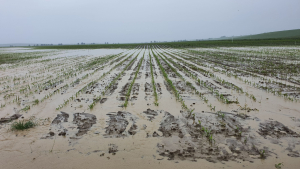 Southeast Crops Damaged by Helene