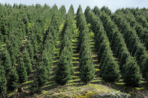 Yes, Carolina, There ARE Christmas Trees