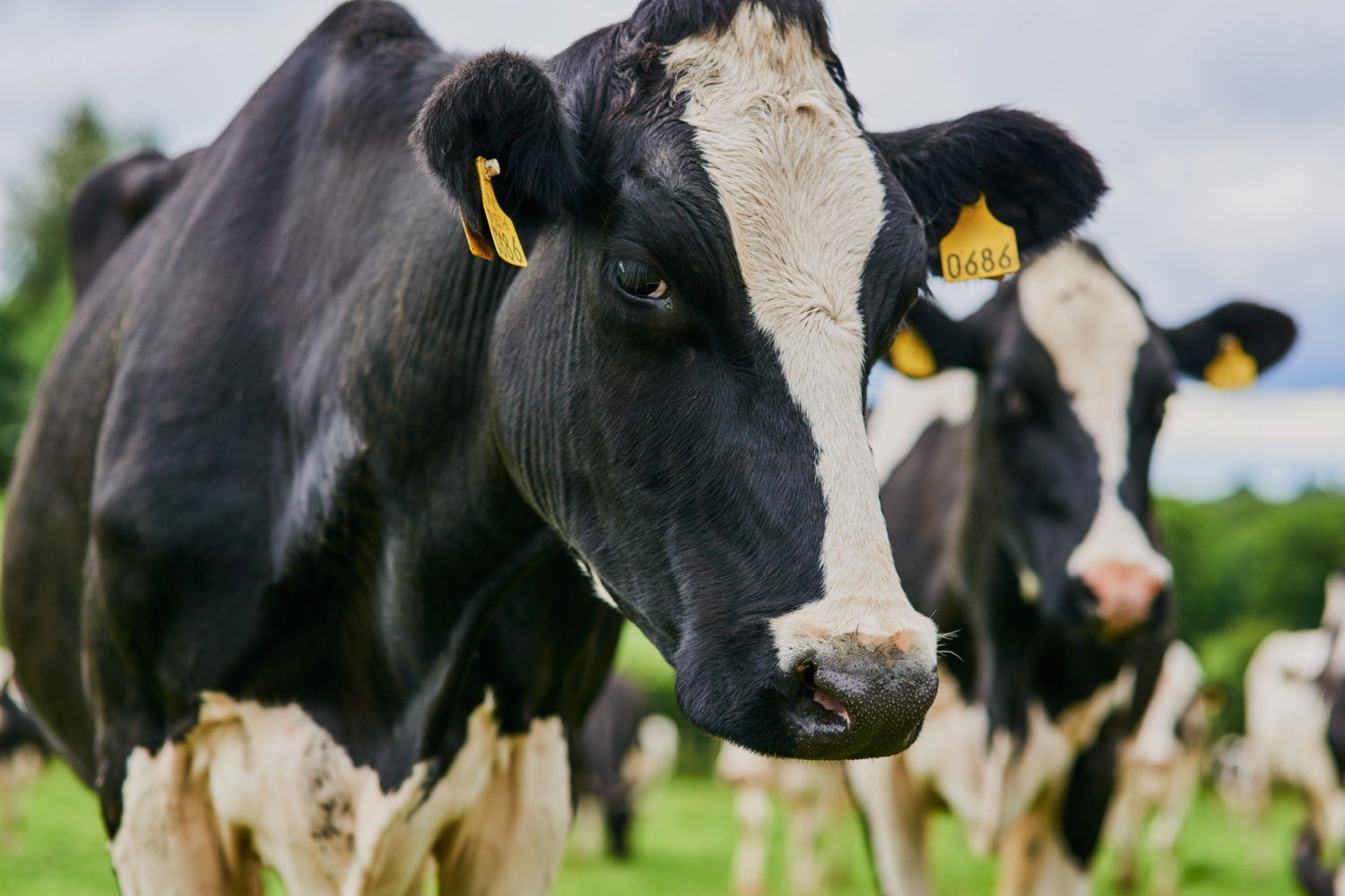 Don’t Forget Risk Protection, Even with High Beef Prices