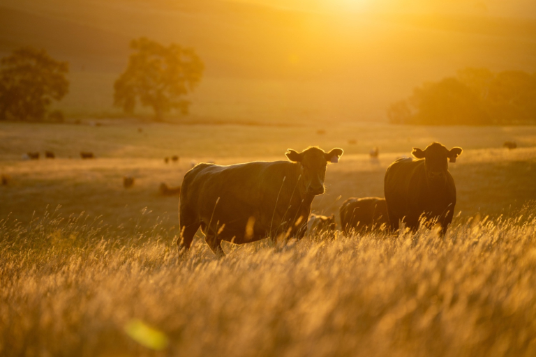 Wagyu Beef…Straight Outta Clayton, NC!