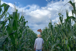 Brazil Harvesting Record Second Corn Crop