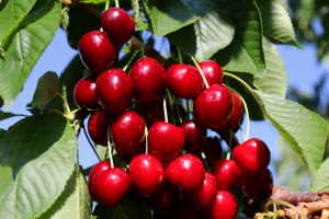 Time for Cherries. Plenty to Enjoy.