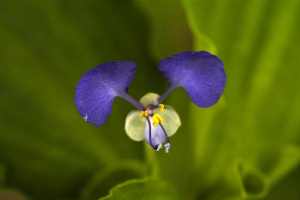 NC Commissioner Troxler: Tropical Spiderwort Confirmed in Crave County