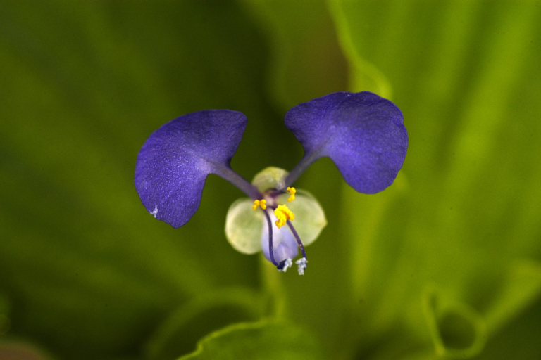 NC Commissioner Troxler: Tropical Spiderwort Confirmed in Crave County