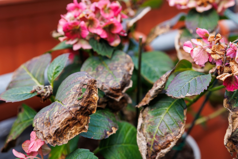 Managing Heat Stress in Your Vegetable and Fruit Garden