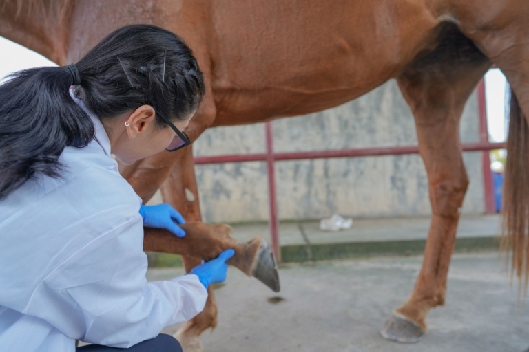 NC Commissioner Troxler: Veterinary Grants Application Window Open until August 31