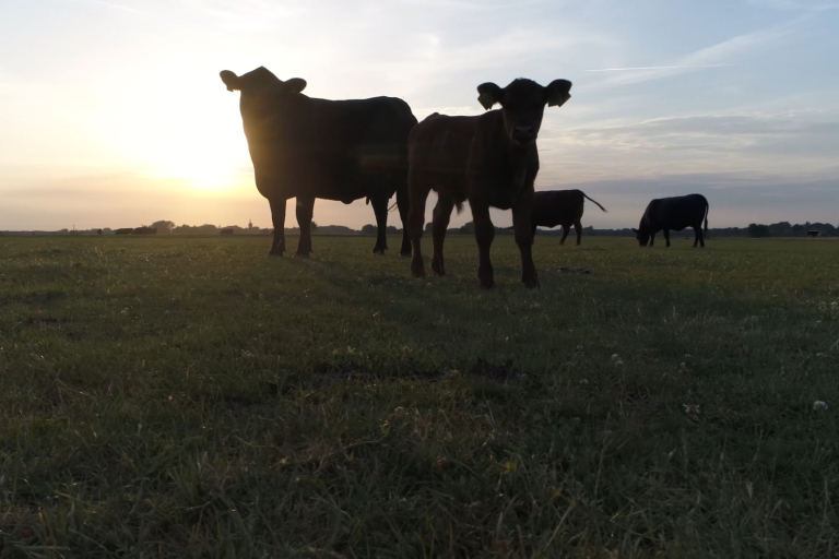 Even with Strong Cattle Prices, Don’t Forget About Risk Management