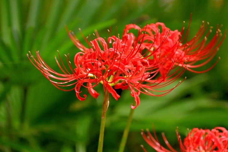 ‘Naked lady’ spider lilies bring surprise blooms