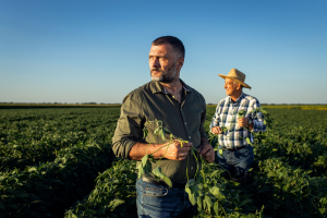 Crops are Promising, but Yields Need to be Protected