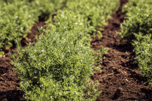 Pulse Crops and Planted Acreage