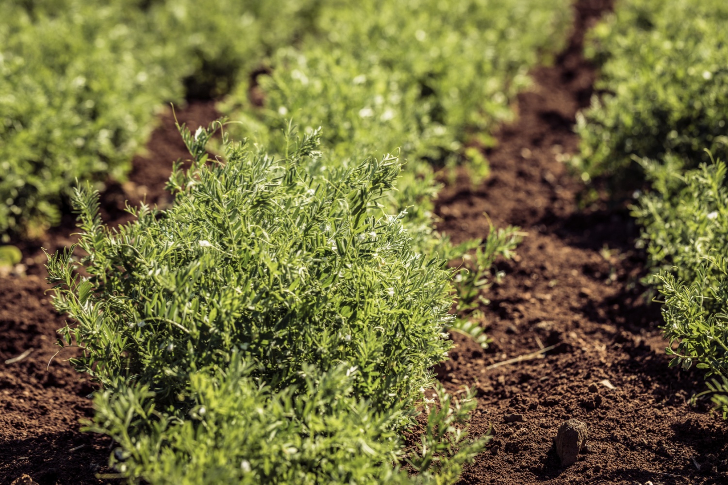 Pulse Crops and Planted Acreage