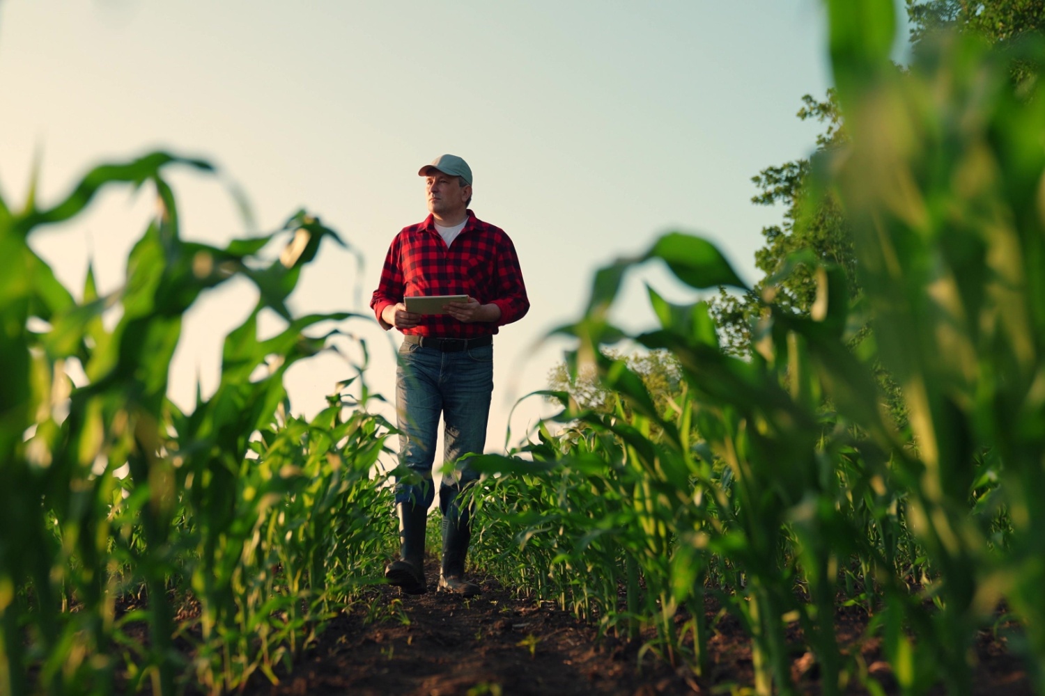 Surprises with USDA August Corn Production Forecast