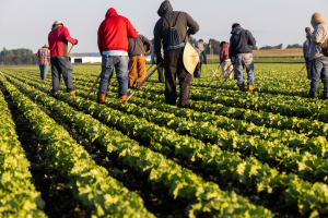 Farmers Need Simpler Access to Workers