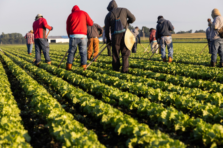 Farmers Need Simpler Access to Workers