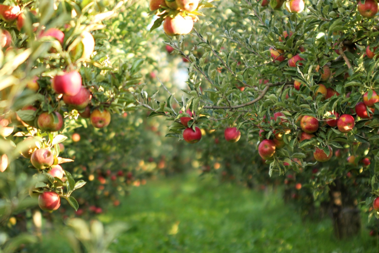 Fall Fruit Harvest of Production Information