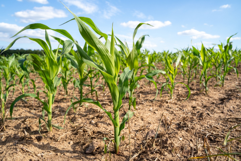 Cooperative Weather Has Led to Rapid Crop Growth
