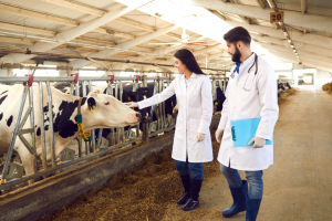 Cattle Producers Monitoring Human Screwworm Case