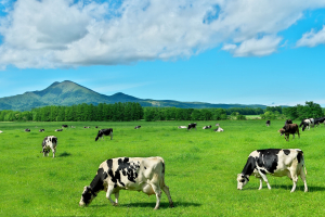 Beef-On-Dairy Continues To Grow In Popularity