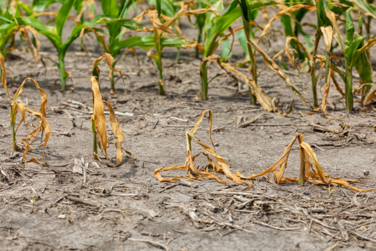 Rainfall Shortage Edges Carolinas Toward Drought