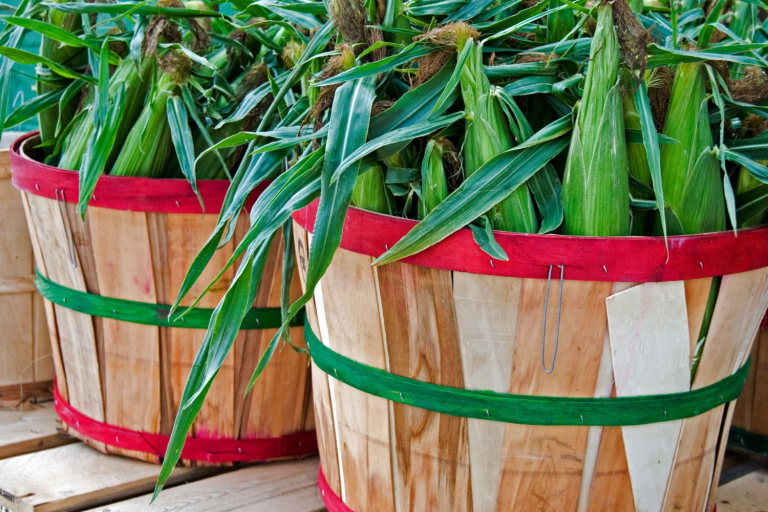 A Use for Record U.S. Corn Production?
