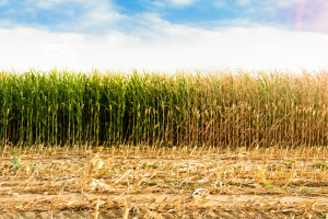 Drought Deepens in Carolinas as Fire Risks and Crop Struggles Grow