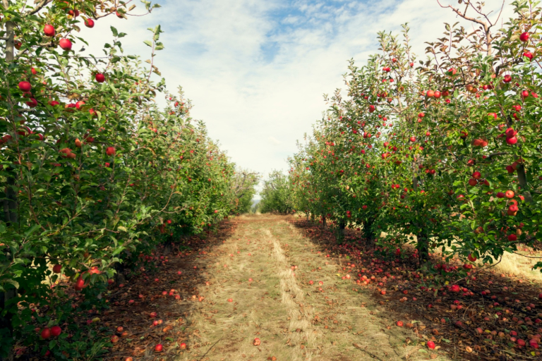 Picking Apple Production Forecasts for This Year