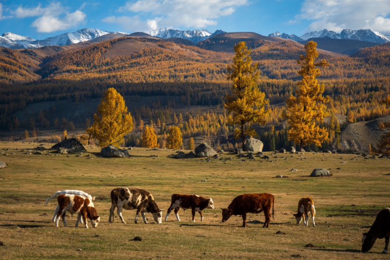 Higher Elevation Disease and Beef Cattle