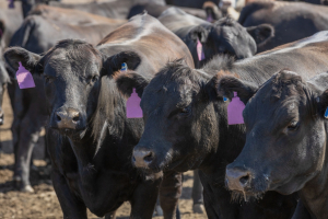 Cattle Market Volatility Indicates a ‘Broken System’