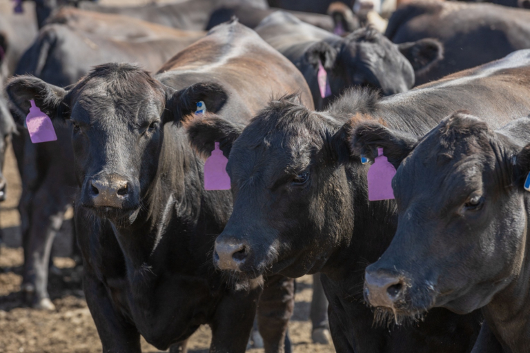 Cattle Market Volatility Indicates a ‘Broken System’