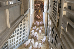 Improving Biosecurity in Animal Transportation