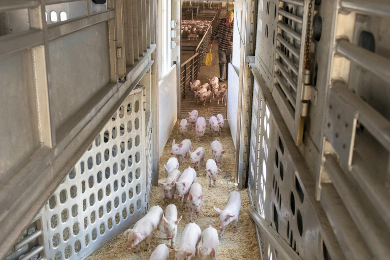 Improving Biosecurity in Animal Transportation