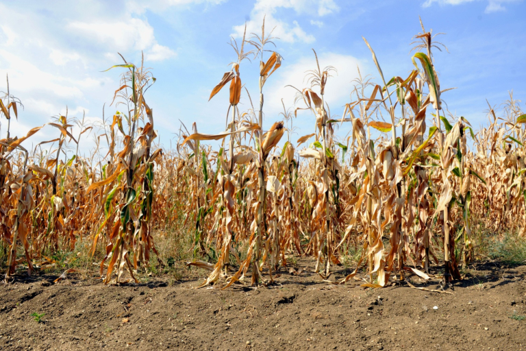 Farm Disaster Assistance Program Sign-Ups Begin