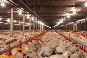 Helping Farmers When the Checks Suddenly Stop Coming